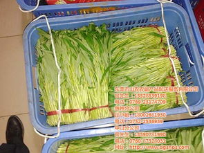 东莞膳食承包企业 专业化服务与山农农副产品配送的共赢之路