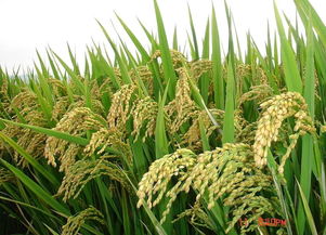 健康饮食第一步 手把手教你识别真正的绿色与有机农副产品